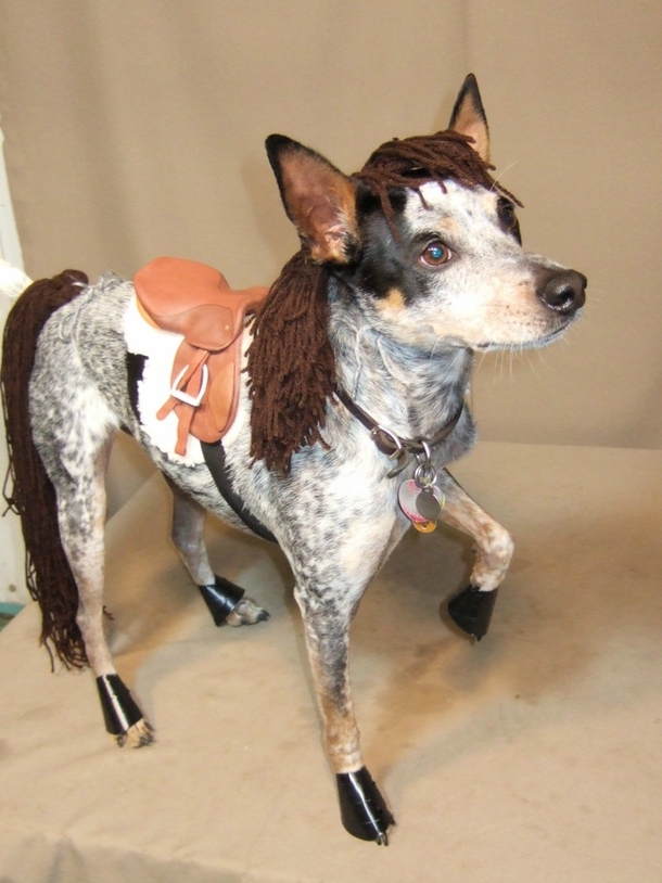 Happy Halloween This is my horse Bartleby