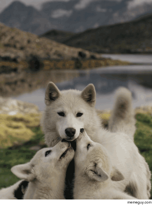 happy puppies 