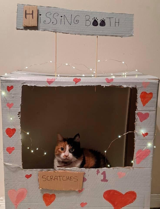 Happy Valentines Day from Scratches the cat