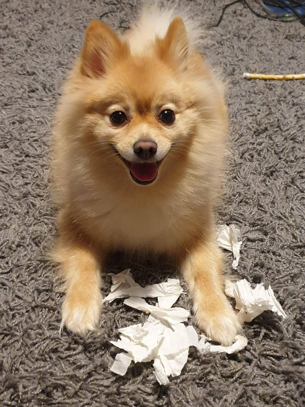 Happy with herself after destroying a napkin