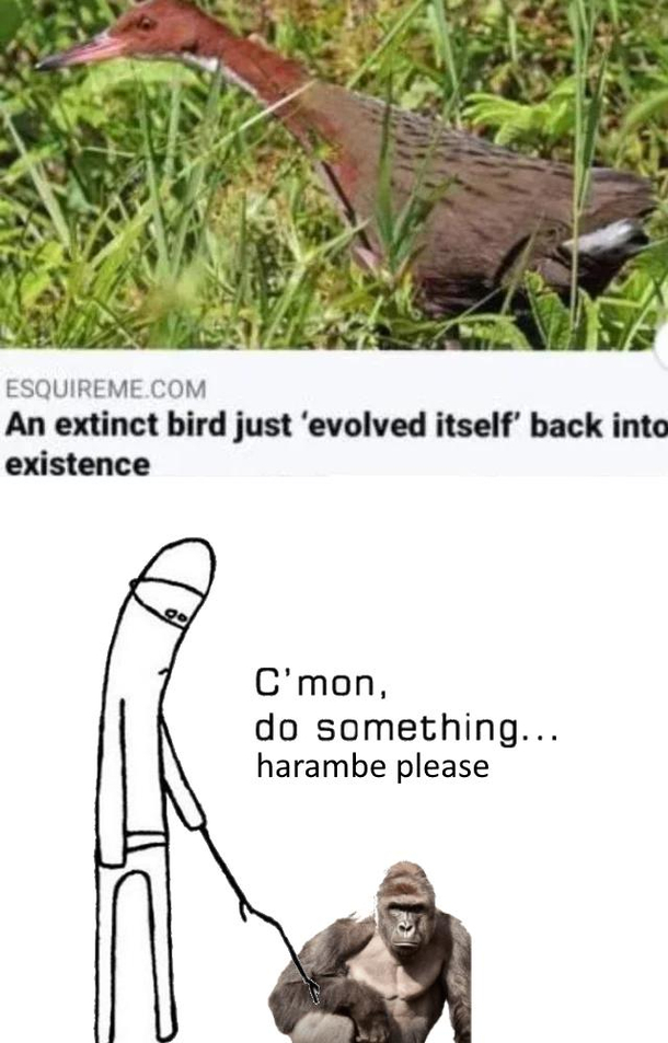 Harambe please