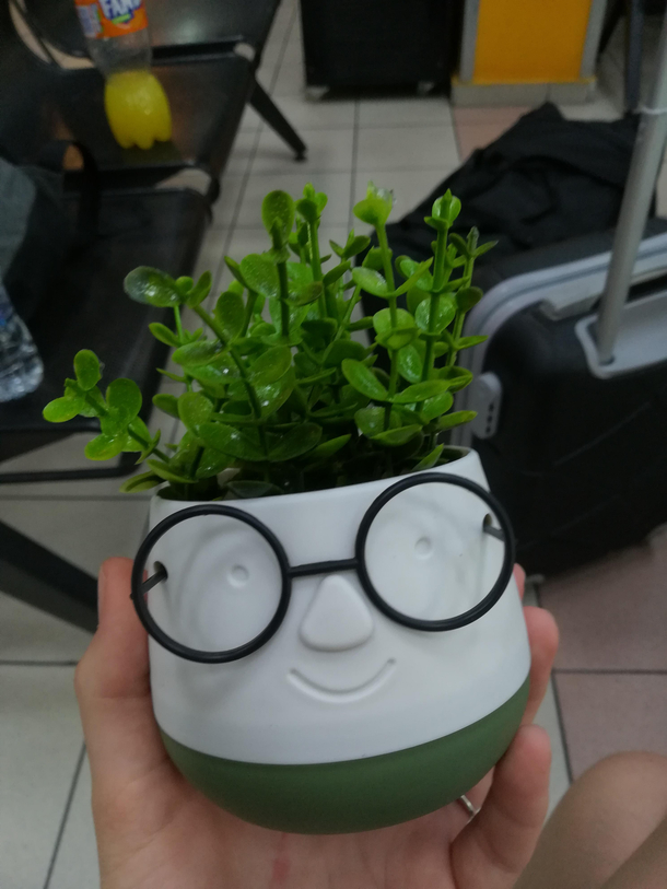 Harry POTter y