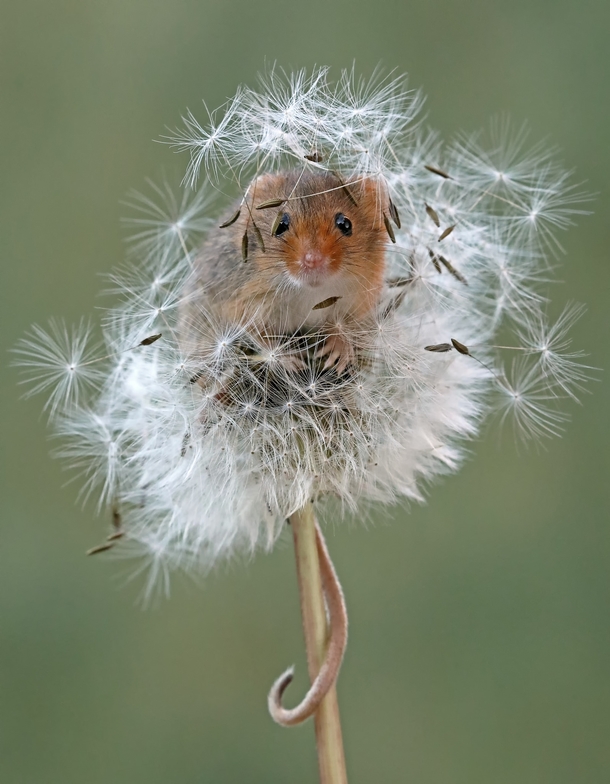 Harvest Mouse