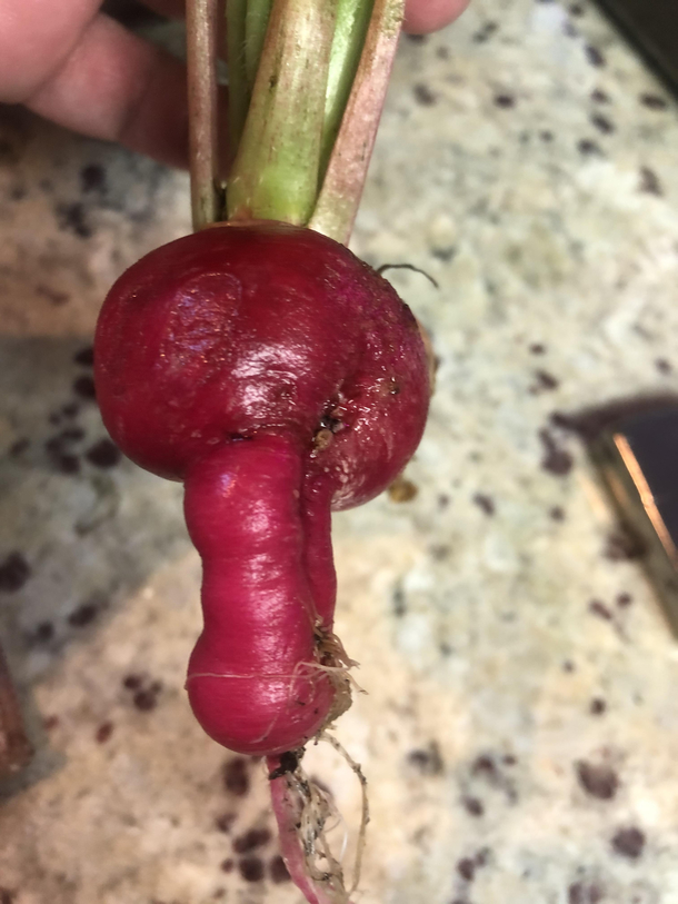 Harvested a surprise radish today