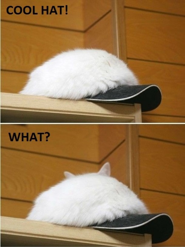 Hat or cat