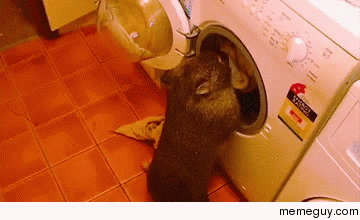 Hate doing laundry Try a wombat