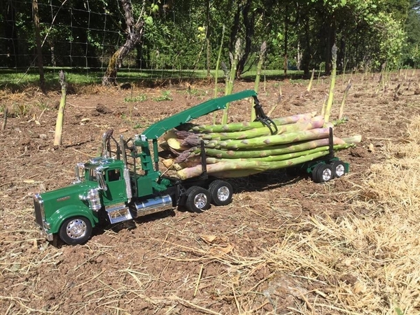 Hauling asparagus