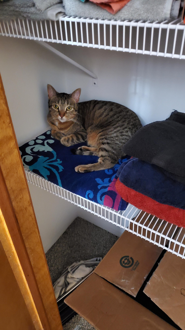 Have been looking everywhere for this dick I found her smugly sleeping in the linen closet