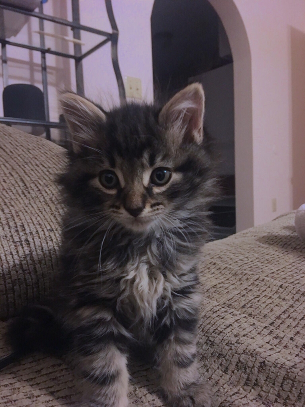 Have had this girl for two weeks now Took her to her first vet appointment and it turns out she is a he Its okay Luna many people suffer from gender crisis