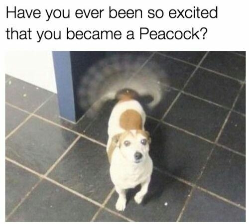 Have you ever been so excited 