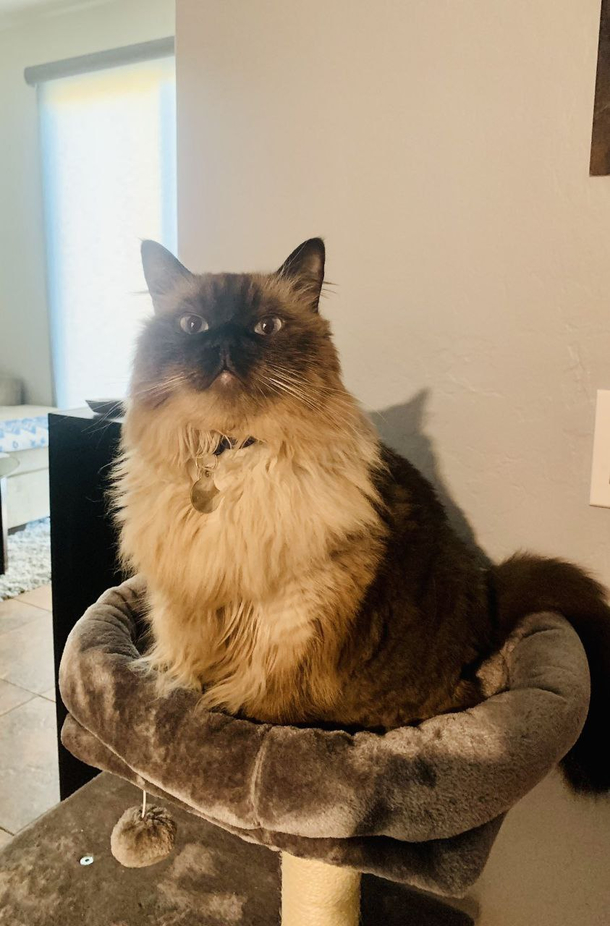 Have you seen a prouder cat