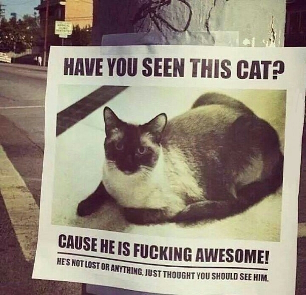 HAVE YOU SEEN HIM