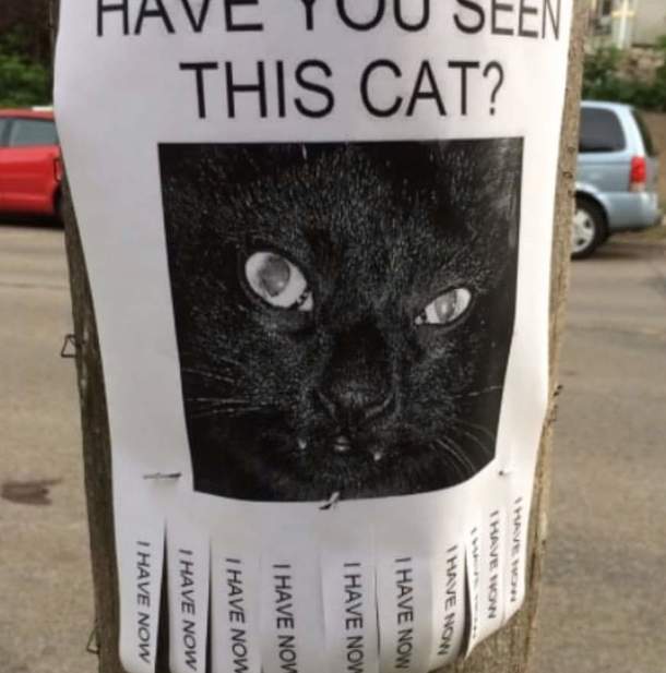 Have you seen this cat