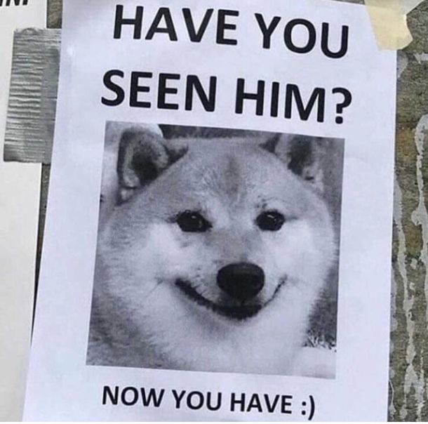 Have you seen this dog