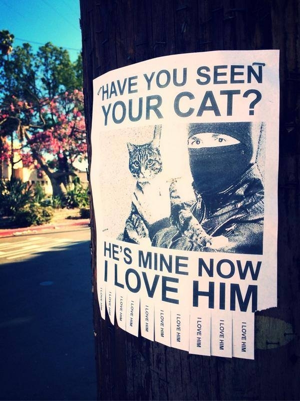 Have You Seen Your Cat