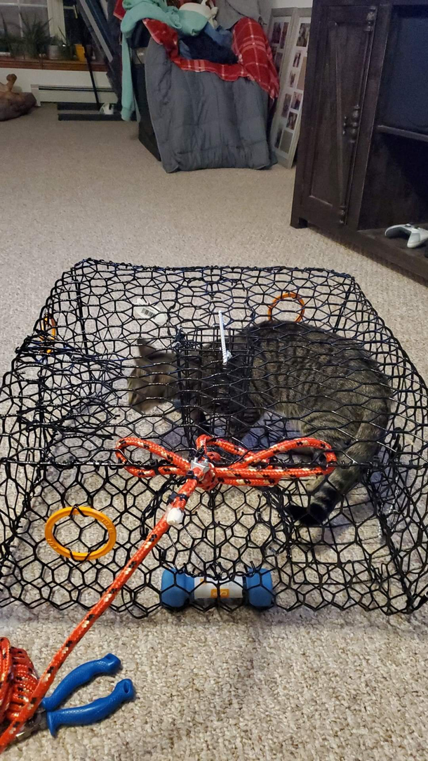 Havent tried it on crabs yet but it definitely works on cats Once she got in she couldnt get out