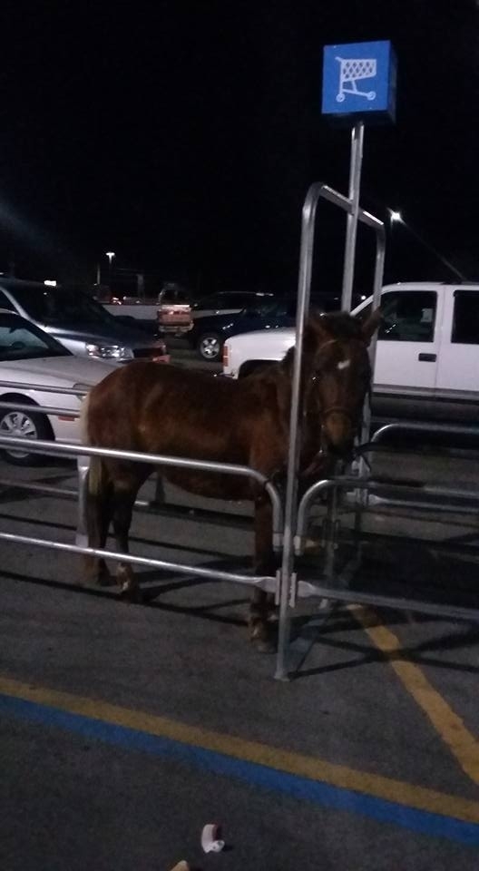 Hay a corral is a corral Found at a WalMart in Arkansas