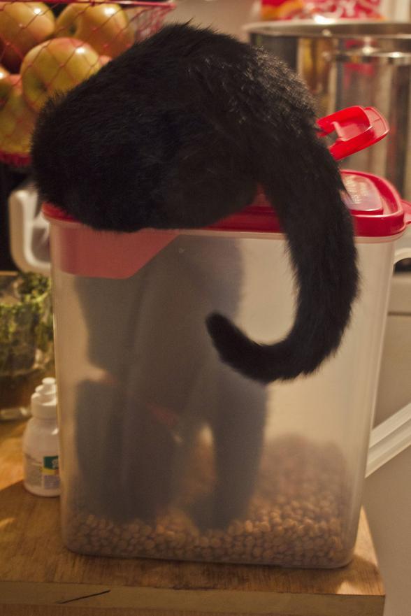 He acts like we never feed him