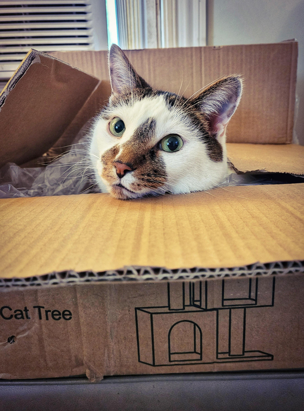 He already loves the new cat tree