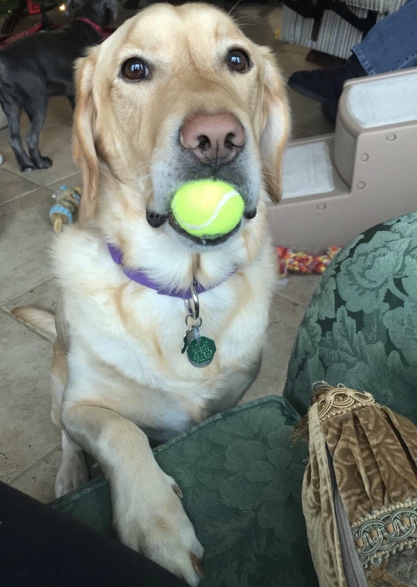 He always brings me his favorite ball to cheer me up when Im sad