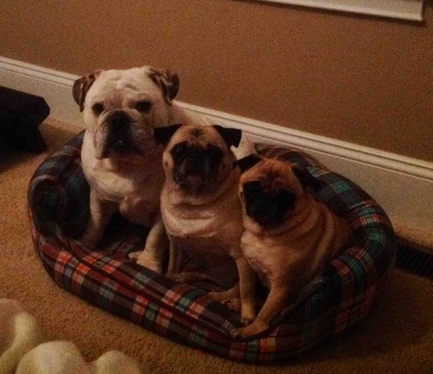 He believes that he is a pug too