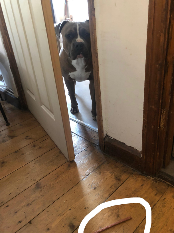 He cant fit through this gap for his treat so cries until you open it 