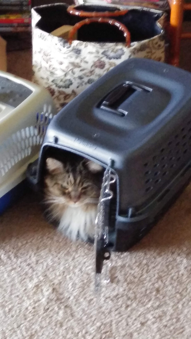 He didnt know that he had to go to the vet soon