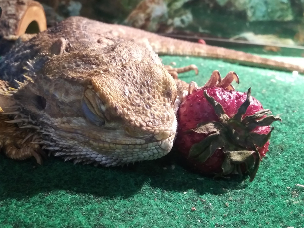 He didnt want to eat his strawberry Instead he just wanted to sleep with it Lol 