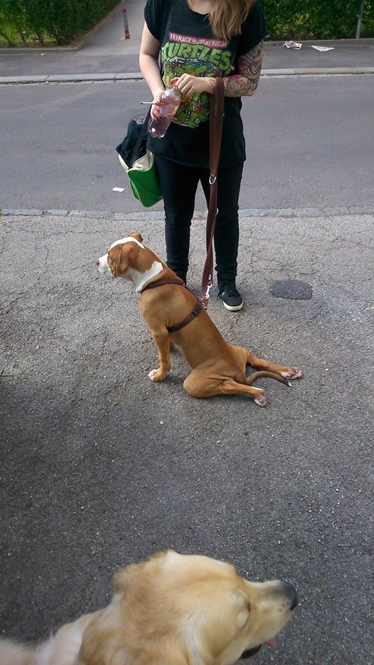 He doesnt quite have the hang of sit yet