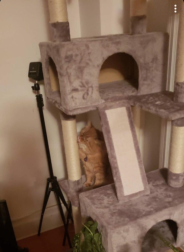 He doesnt understand how a scratching post works
