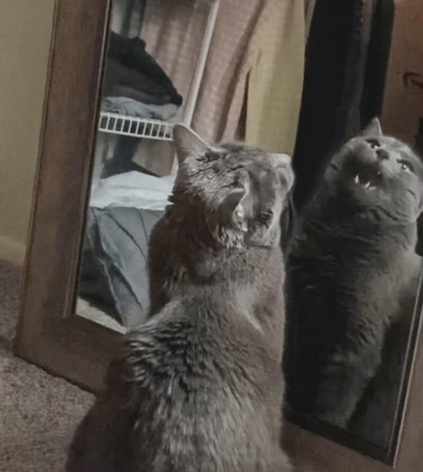 he had catnip and now hes like omg Im a cat