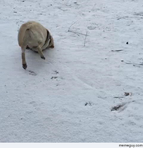 he has a love story with the snow does it whenever he meets it