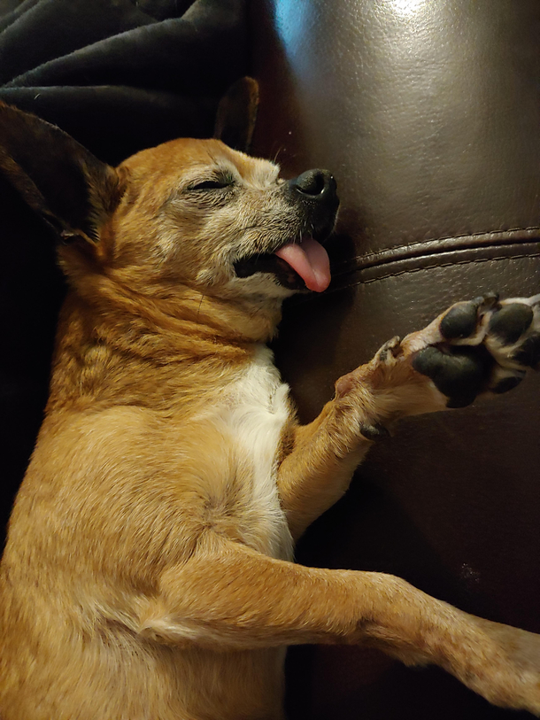 He has had to have most of his teeth pulled due to old age So when he gets tired he cant hold his tongue in anymore