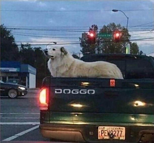 He is a good boy