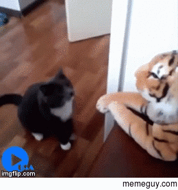 He is very angry with this tiger 
