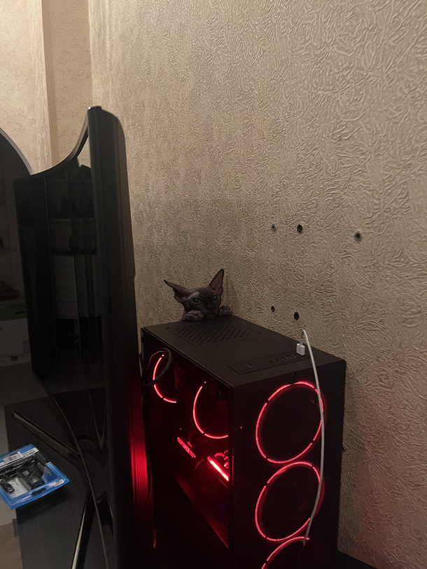 He knows hes not allowed to climb on my PC but still trying