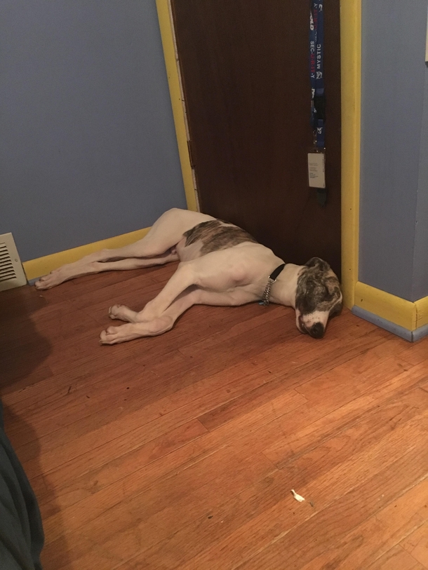 He lays there so that I cannot leave without him knowing
