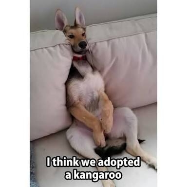 He looks no less then a kangaroo