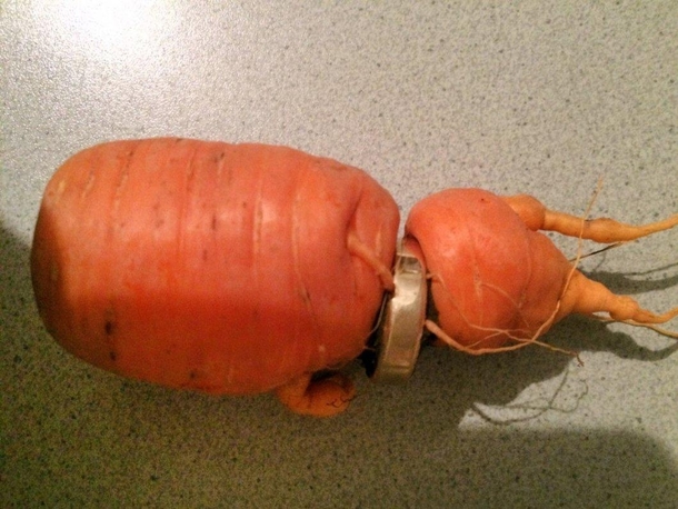 He lost his wedding ring while harvesting carrots