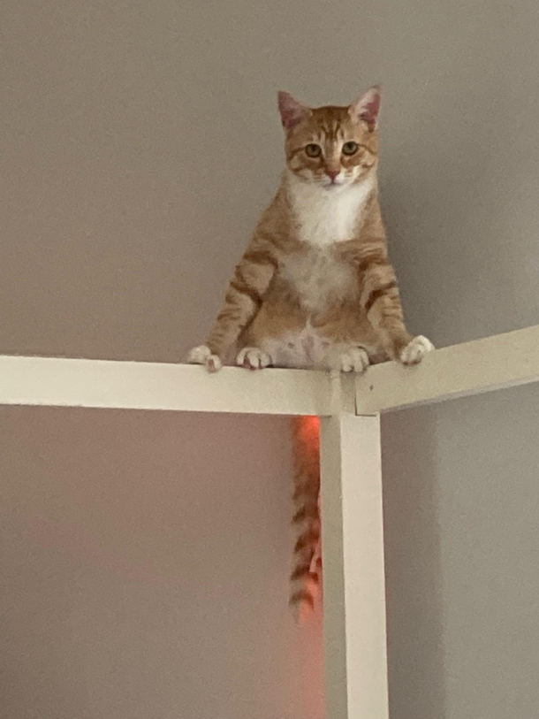 He lurks