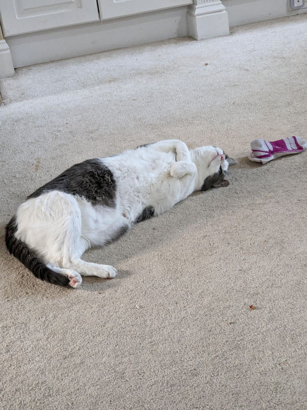 he may seem chill right now but I dare you to move that sock