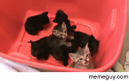He meows so hard it falls over