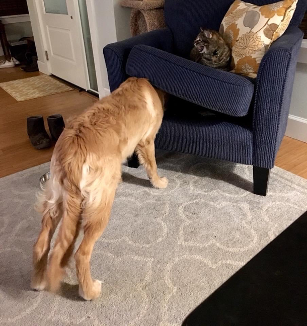 He misplaced the cat