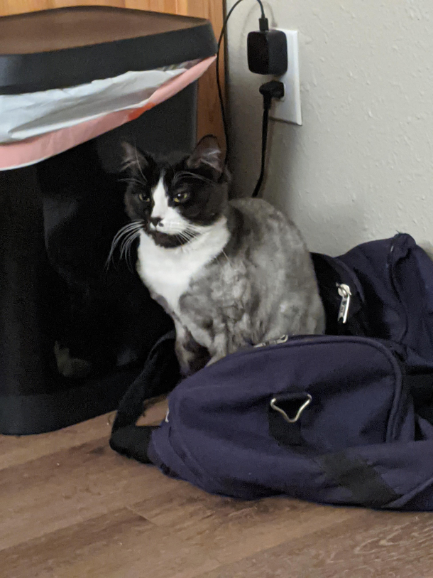 He sits on my duffle bag and glares at my girlfriend