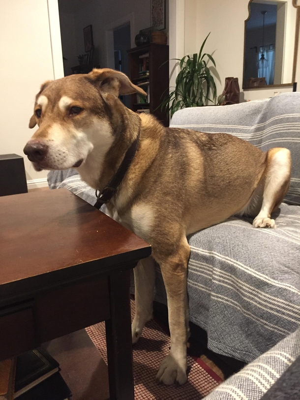 He sits on the couch like this everytime