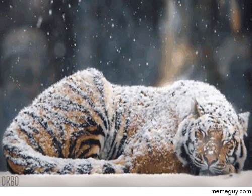 He thinks hes a snow tiger