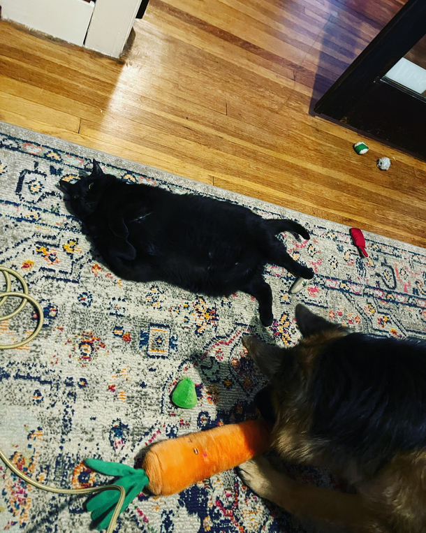 He thinks if he plays dead he cant see him