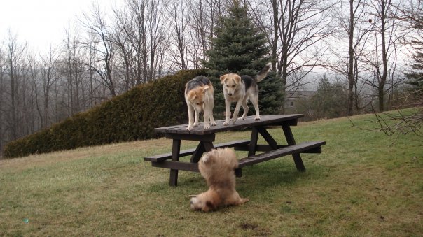 He was not the most graceful puppy