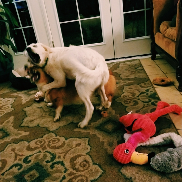 He was REALLY excited to see his friend Bear X-post from rzoomies