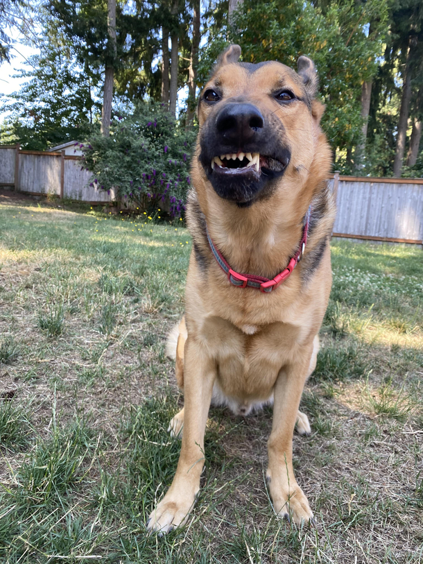 He yawns every time I try to take a picture and Im left with these angry looking faces